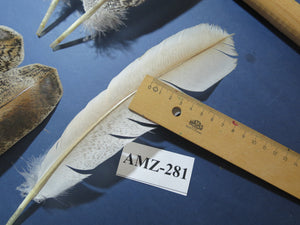 10 Pairs Turkey Wing Feathers, Amazing Feathers, Fly Tying Materials,(AMZ-281)