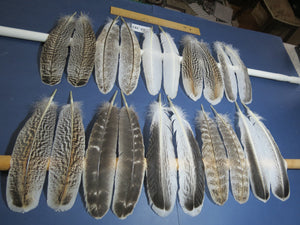 10 Pairs Turkey Wing Feathers, Amazing Feathers, Fly Tying Materials,(AMZ-282)