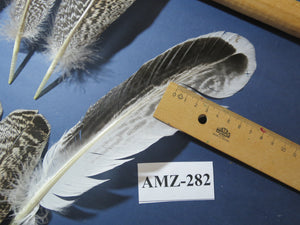 10 Pairs Turkey Wing Feathers, Amazing Feathers, Fly Tying Materials,(AMZ-282)