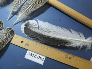 10 Pairs Turkey Wing Feathers, Amazing Feathers, Fly Tying Materials,(AMZ-282)