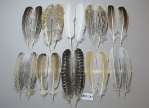 10 Pairs Turkey Wing Feathers, Amazing Feathers, Fly Tying Materials,(AMZ-283)