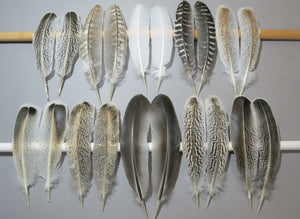 10 Pairs Turkey Wing Feathers, Amazing Feathers, Fly Tying Materials,(AMZ-284)