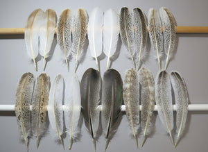 10 Pairs Turkey Wing Feathers, Amazing Feathers, Fly Tying Materials,(AMZ-285)
