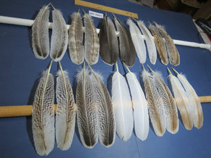 10 Pairs Turkey Wing Feathers, Amazing Feathers, Fly Tying Materials,(AMZ-285)