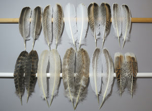 10 Pairs Turkey Wing Feathers, Amazing Feathers, Fly Tying Materials,(AMZ-286)