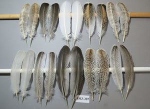 10 Pairs Turkey Wing Feathers, Amazing Feathers, Fly Tying Materials,(AMZ-287)