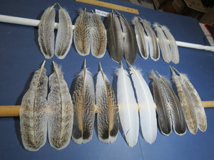 10 Pairs Turkey Wing Feathers, Amazing Feathers, Fly Tying Materials,Turkey Feathers(AMZ-287) DREAMMYFEATHERS