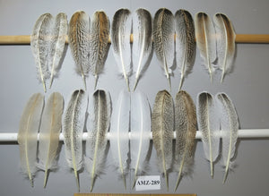 10 Pairs Turkey Wing Feathers, Amazing Feathers, Fly Tying Materials,(AMZ-289)