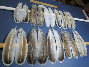 10 Pairs Turkey Wing Feathers, Amazing Feathers, Fly Tying Materials,(AMZ-289)