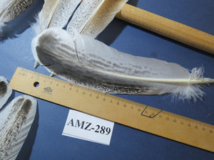 10 Pairs Turkey Wing Feathers, Amazing Feathers, Fly Tying Materials,(AMZ-289)