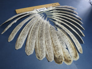 18 Pcs Natural Turkey Wing Feathers, Fly Tying Materials, Long Feathers. (1608)