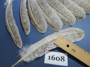 18 Pcs Natural Turkey Wing Feathers, Fly Tying Materials, Long Feathers. (1608)