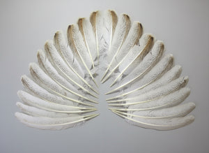 22 Pcs Natural Turkey Wing Feathers, Fly Tying Materials, Long Feathers. (1611)