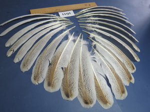 22 Pcs Natural Turkey Wing Feathers, Fly Tying Materials, Long Feathers. (1611)