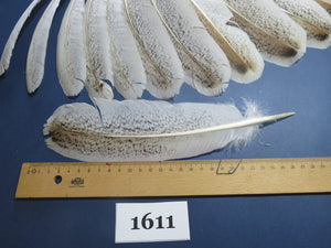 22 Pcs Natural Turkey Wing Feathers, Fly Tying Materials, Long Feathers. (1611)