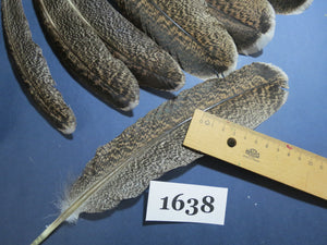 18 Pcs Natural Turkey Wing Feathers, Fly Tying Materials, Long Feathers. (1638)