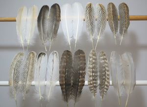 10 Pairs Turkey Wing Feathers, Amazing Feathers, Fly Tying Materials,Turkey Feathers(AMZ-297) DREAMMYFEATHERS