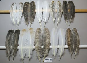 10 Pairs Turkey Wing Feathers, Amazing Feathers, Fly Tying Materials,Turkey Feathers(AMZ-298) DREAMMYFEATHERS