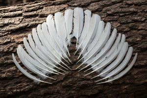natural turkey feathers