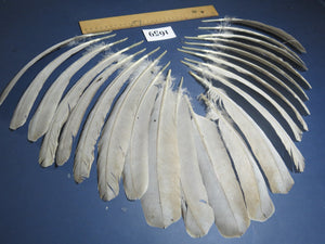 22 Pcs Lilac Natural Turkey Wing Feathers, Fly Tying Materials, (1659)