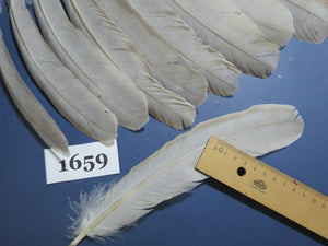 22 Pcs Lilac Natural Turkey Wing Feathers, Fly Tying Materials, (1659)