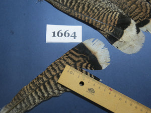 22 Pcs Natural Turkey Tail Feathers, Fly Tying Materials,Long Feathers. (1664)