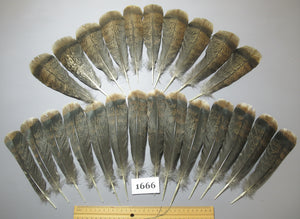 24 Pcs Brown Turkey Tail Feathers, Fly Tying Materials,Rare Feathers (1666)