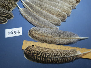 32 Pcs Natural Turkey Wing Feathers, Fly Tying Materials, Long Feathers. (1694)