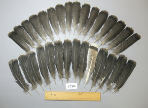 30 Pcs Black Turkey Tail Feathers, Fly Tying Materials,Long Feathers (1710)