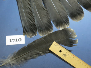 30 Pcs Black Turkey Tail Feathers, Fly Tying Materials,Long Feathers (1710)