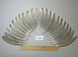 22 Pcs Natural Turkey Wing Feathers, Fly Tying Materials, Long Feathers. (1730)