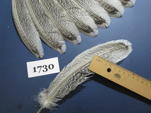 22 Pcs Natural Turkey Wing Feathers, Fly Tying Materials, Long Feathers. (1730)
