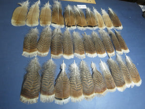 30 Pcs Natural Turkey Pre-Tail Feathers, Fly Tying Materials,Small Tails PTN-251