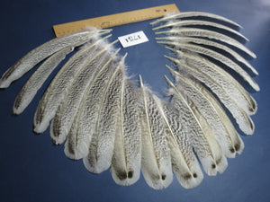 18 Pcs Natural Turkey Wing Feathers, Fly Tying Materials, Long Feathers. (1751)