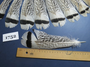 16 Pcs Natural Turkey Tail Feathers, Fly Tying Materials,Long Feathers. (1752)