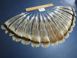14 Pcs Natural Turkey Tail Feathers, Fly Tying Materials,Long Feathers. (1755)