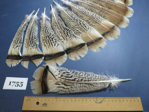 14 Pcs Natural Turkey Tail Feathers, Fly Tying Materials,Long Feathers. (1755)