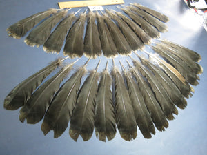 26 Pcs Natural Turkey Tail Feathers, Fly Tying Materials,Long Feathers. (1756)