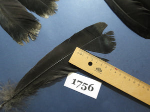 26 Pcs Natural Turkey Tail Feathers, Fly Tying Materials,Long Feathers. (1756)