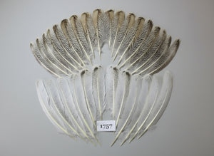 30 Pcs Natural Turkey Wing Feathers, Fly Tying Materials, Long Feathers. (1757)