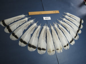 14 Pcs Natural Turkey Tail Feathers, Fly Tying Materials,Long Feathers. (1768)