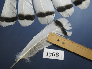 14 Pcs Natural Turkey Tail Feathers, Fly Tying Materials,Long Feathers. (1768)
