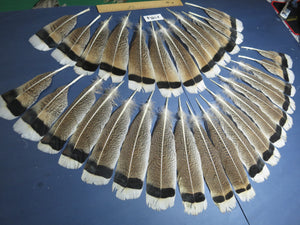 30 Pcs Natural Turkey Tail Feathers, Fly Tying Materials,Long Feathers. (1784)