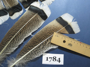 30 Pcs Natural Turkey Tail Feathers, Fly Tying Materials,Long Feathers. (1784)