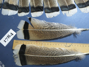30 Pcs Natural Turkey Tail Feathers, Fly Tying Materials,Long Feathers. (1784)