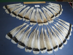 28 Pcs Natural Turkey Tail Feathers, Fly Tying Materials,Long Feathers. (1787)