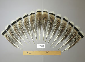 14 Pcs Natural Turkey Tail Feathers, Fly Tying Materials,Long Feathers. (1798)