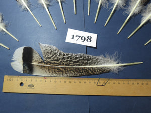 14 Pcs Natural Turkey Tail Feathers, Fly Tying Materials,Long Feathers. (1798)