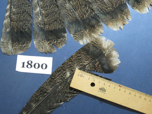 14 Pcs Natural Turkey Tail Feathers, Fly Tying Materials,Long Feathers. (1800)