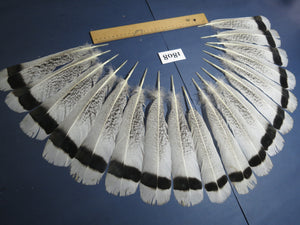 18 Pcs Natural Turkey Tail Feathers, Fly Tying Materials,Long Feathers. (1808)